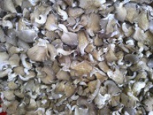 dried hot sell oyster mushroom - product's photo