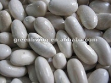  white kidney beans ( 200-240 grains)  - product's photo