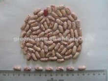 purple speckled kidney bean - product's photo