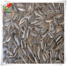 sunflower seeds type5009  - product's photo