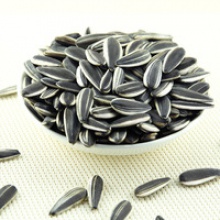 5009 sunflower seed market price - product's photo