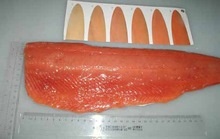 fresh salmon fish - product's photo