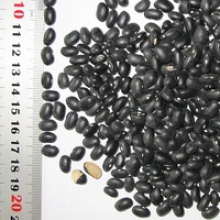 black beans specifications - product's photo
