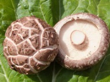  organic shiitake mushroom - product's photo