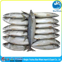 best quality fresh scomber japonicus mackerel - product's photo