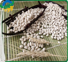 white kidney beans (navy type) - product's photo