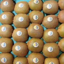 supply fresh kiwi fruits - product's photo