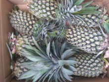 fresh sweet pineapple - product's photo