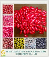 fadeless dark red kidney bean big size good quality - product's photo