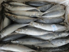 fresh seafood wholesale in chennai mackerel - product's photo