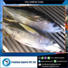 sashimi grade a fresh yellow fin tuna - product's photo