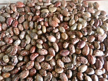 castor seed - product's photo
