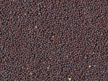 mustard seed - product's photo