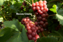  fresh red  table grape - product's photo