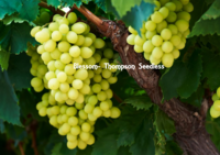 green seedless grape thompson - product's photo