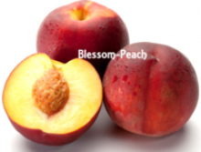 fresh peach white and yellow - product's photo
