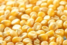 yellow corn for animal or human consumption - product's photo