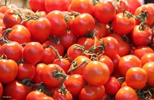 high quality fresh tomato for sale - product's photo