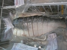 fresh pangasius fish of alo seafood co., - product's photo
