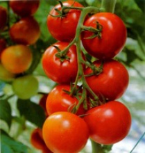 fresh indian tomatoes - product's photo