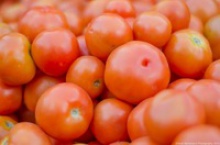 fresh indian tomatoes/tomatoes - product's photo