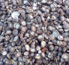 dried shiitake mushroom - product's photo