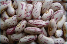 100% purity natural white kidney bean,light speckled kidney beans - product's photo