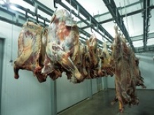 frozen beef half carcass - product's photo