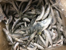 frozen sardines iqf - product's photo