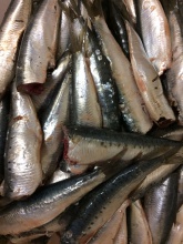 fresh headless sardine - product's photo
