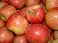 fresh red fuji apple/fresh apples available - product's photo