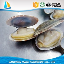 high quality frozen short necked clam - product's photo