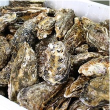 from pollution-free sea korean tongyeong fresh live oyster(whole shell - product's photo