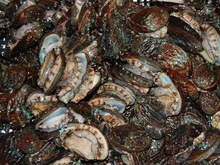 salable fresh abalone - product's photo