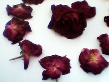 dry rose - product's photo