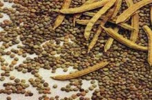 guar seed - product's photo