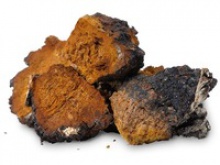 dried chaga, high quality medicinal mushroom - product's photo