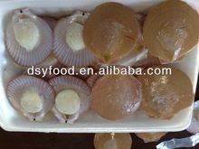 scallop with roe and half shell/sea scallop /bay scallop - product's photo
