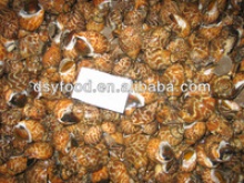 frozen tiger snail iqf - product's photo