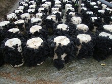  mushroom dried black fungus  - product's photo