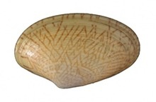 yellow clam (paphia undulata) - product's photo