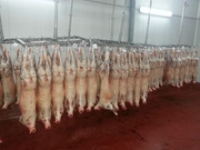 sheep carcasses - product's photo