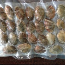 hot sales rozen vacuum packed cooked short necked clam - product's photo