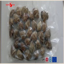 vacuum -packed short necked clam in shell - product's photo