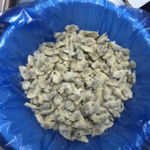v-packed cooked iqf short necked clam meat - product's photo
