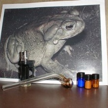 colorado river toad venom for sale near san francisco, ca - product's photo