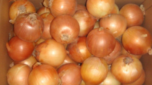 yellow onion - product's photo