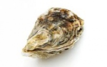 scottish oysters - product's photo