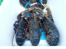 scottish live blue lobster (european) - product's photo