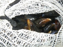live scottish mussels - product's photo